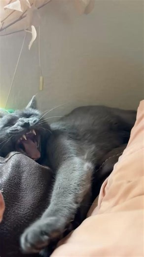 КтоТами самая любимая кошечка #trojanhorse #trojanwar #historyreels #giveusourstolenmoneyback