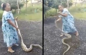 She Don't Play: Indonesian Woman Teaches Massive Snake A Lesson After It Ate Her Rooster!