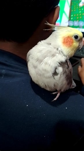 cute cockatiel singing and chirping😍#cockatiel #talkingparot #birdsinging #shorts