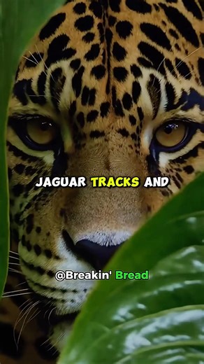 How to Track a Jaguar in the Amazon Rainforest
