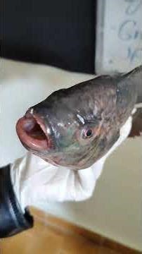 🔬🐟 Observation of the external anatomy of a live fish.#fish #dissection #anatomy #biology #Mshend