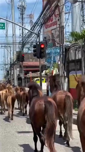 19K views · 169 reactions | WATCH | NEWS UPDATE: At least 18 horses surprised residents of Davao City when they trotted down busy streets casually on Monday, June 9, 2025. See link to story in comments. | via Rgil Relator / Video courtesy: Peter Paul Geltura #GMARegionalTV #LocalNewsMatters #GMAIntegratedNews | GMA Regional TV News | Facebook