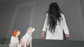 Dogs Give the Ring Girl a Makeover: Funny Dogs Maymo & Potpie vs Girl from The Ring Prank