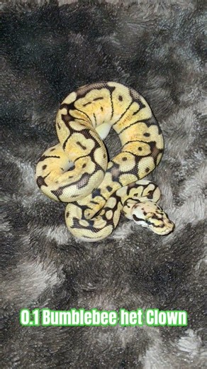 0.1 Bumblebee het Clown #bumblebee #pastel #spider #hetclown #shortvideo #shorts #shortvideo #short