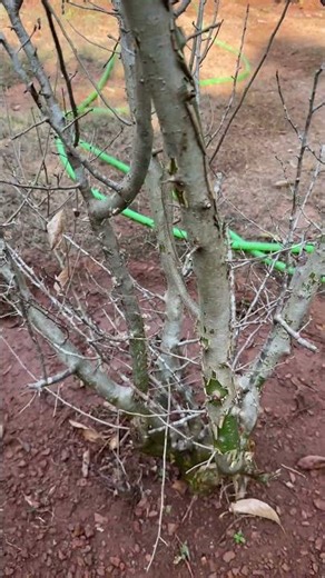 Guggul tree (Commiphora wightii), or Indian Bdellium #medicinal #tree