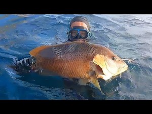 大深藍20米發現大魚窩，解鎖爆牙大青衣，魚太多阿鋒趕緊呼叫支援 #探海漁人