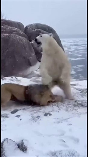 Lion vs Polar Bear | Brutal Real-Time Clash