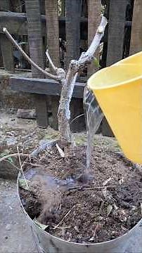 How to repot and prune hibiscus.