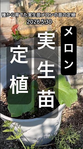 [Planting Melon Seedlings Grown from Seed] #MelonCultivation