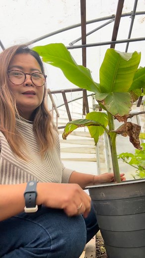 1.1K views · 101 reactions | ต้นกล้วยญี่ปุ่น Musa basjoo banana grow in uk  #กล้วยญี่ปุ่น #banana | Aranya’s Garden | Facebook