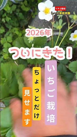 苺の花が咲いた🍓ワクワク♪家庭菜園での苺の旬は5月って知ってた？《しーの家庭菜園＊いちご栽培》
