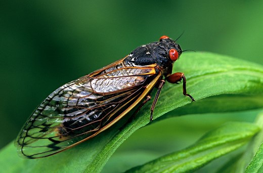 Why Do Some Cicadas Appear Only Every 17 Years? | Britannica