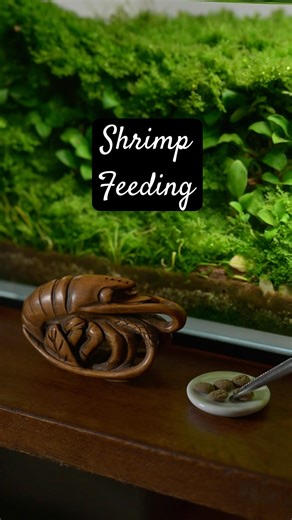 A practice of shrimp feeding. #aquarium