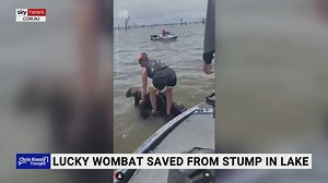 3.9K views · 83 reactions | A wombat has been saved by a rescuer after being stranded on a stump in the middle of Lake Mulwala near Yarrawonga. Watch the full episode at www.skynews.com.au/flash | Sky News Australia | Facebook