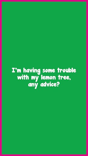 Google won’t give you this answer to fixing your Lemon Tree, but it’s...