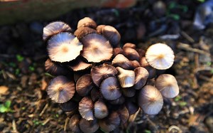 Implementing Clustering With MuleSoft AnyPoint Runtime Manager