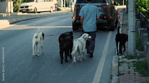 Professional dog walker and a playful group of dogs
