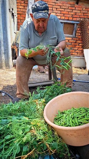 Harvesting Peas from the Garden #gardening #homestead #satisfying #countrylife #shorts #shortvideo