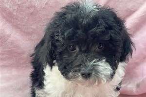 Helena - Havapoo Puppy 983BC5