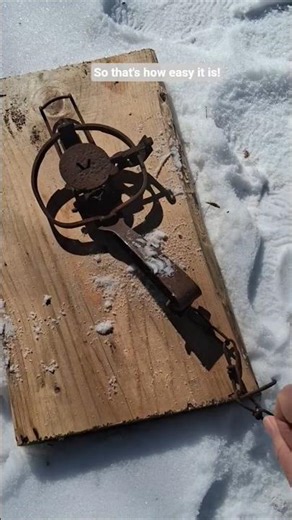 How to set a fox trap