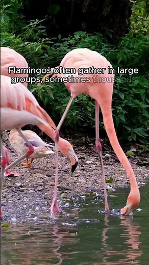 Did You Know The Perfect Group Name for Flamingos? #flamingo #didyouknow #fact #nature #animals