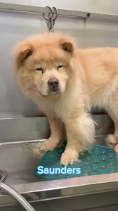 37K views · 1K reactions | Saunders is 8 years old and still looking for his forever home. His human mom passed away several months ago and we took him back into our rescue. He is good with little dogs but needs a home without cats or male dogs. He is typical Chow at first and is standoffish. He’s located in Brewerton New York. Please let us know if you think he’s the one for you. | Chow Chow Rescue of Central New York, Inc. | Facebook