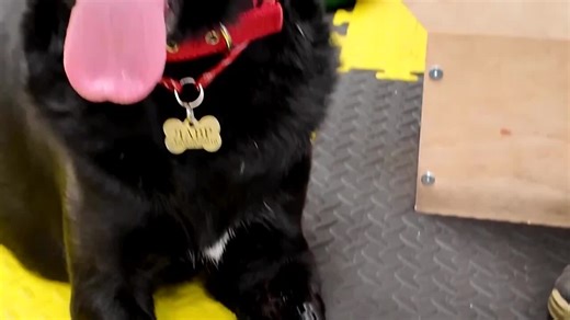 Dog with prosthetic paws gives Ukraine war veterans strength to heal