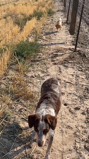 36K views · 1.3K reactions | When your chicken thinks she’s a dog… | Lil Johnny Deere | Facebook