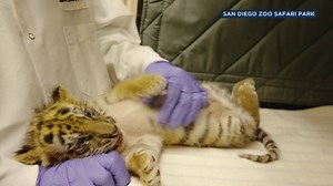 129K views · 731 reactions | Cute and cuddly...for right now anyway....