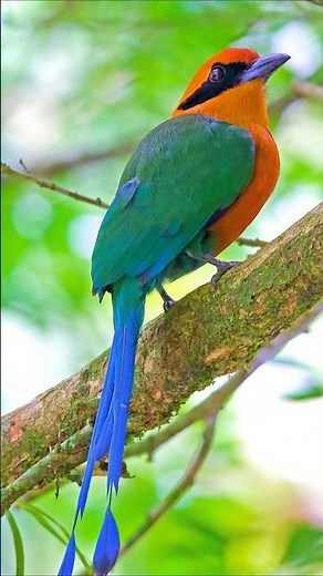 Morning Birds Singing – Colorful Exotic Birds & Relaxing Nature Sounds for Study, Sleep & Relaxation