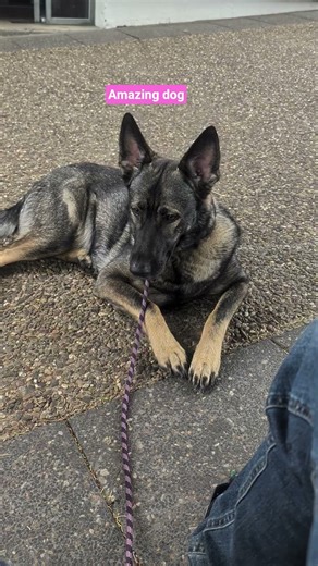 Sable German Shepherd.
