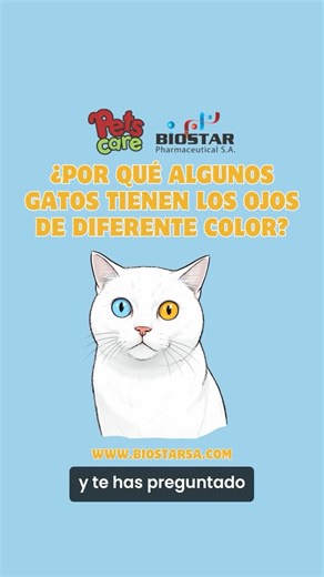 ¿POR QUÉ ALGUNOS GATOS TIENEN LOS OJOS DE DIFERENTE COLOR?