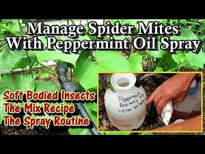 How to Use Peppermint Oil Spray on Cucumbers, Squash, & Beans: Spider Mites and Soft Bodies Insects
