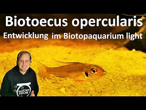 SANDHÜGEL-ZWERGCICHLIDEN - Wie geht es den BIOTOECUS OPERCULARIS im Biotopaquarium light?