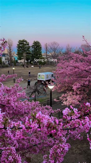東京、桜の季節🌸 | Japan, Tokyo