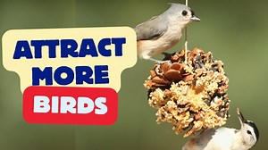 Easy BIRD Feeder Tips to Attract More Birds!
