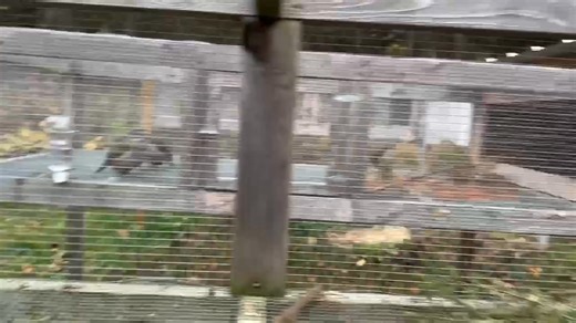 Pens of Bobwhites all over the yard!😲 | Maine-ly Quail