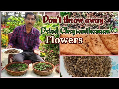 Grow Chrysanthemum from Seeds. Don't throw away the dried flowers