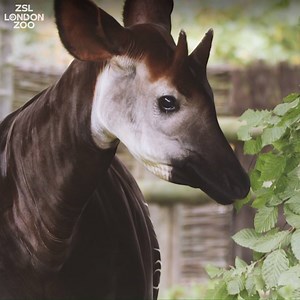 11K views · 576 reactions | Happy World Okapi Day! Did you know an okapi’s ears can turn almost 360 degrees?! Meet Oni and M’buti, and learn more about these amazing animals. | London Zoo | Facebook
