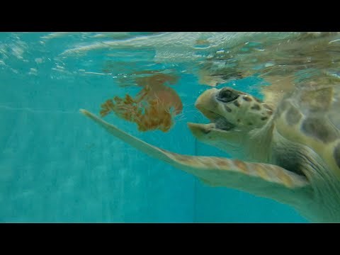 Loggerhead turtle eating jellyfish