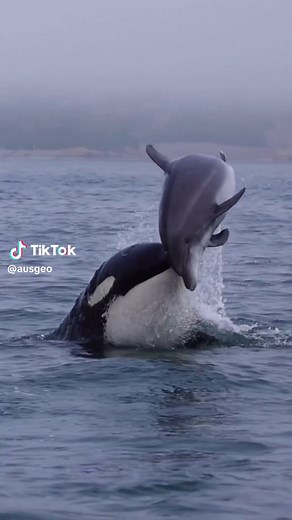 Killer Whale vs Bottlenose Dolphin: Epic Showdown Captured