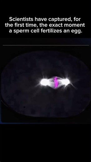 The Exact Moment Human Life Begins 🔬 #science #shorts #viral
