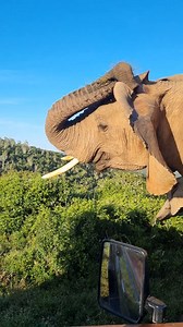 Our elephants were showing off recently in their usual exuberant manner! What is your favourite animal on safari? #safari #elephant #nature #wildlife #big5 #holiday #southafrica #kariegagamereserve | Kariega Game Reserve