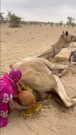 الرمال يعتنيان بالجمل باستخدام دلو وأنبوب ماء. 💧😛😶‍🌫️💦🫧🤡. #animal #camel