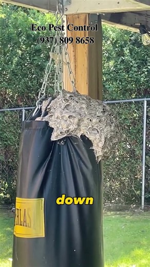 Eco Pest Control in Phoenix : Backyard Heavy-Bag Yellow Jacket #exterminator #pestcontrol