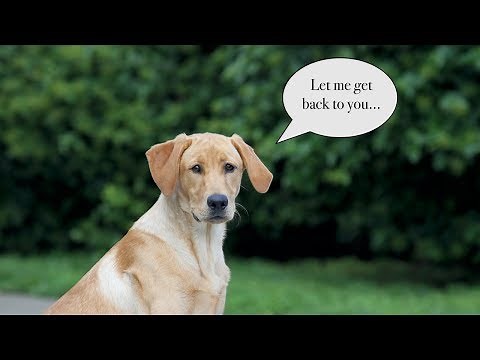 How to Deal With Misbehavior and Stubborn Dogs