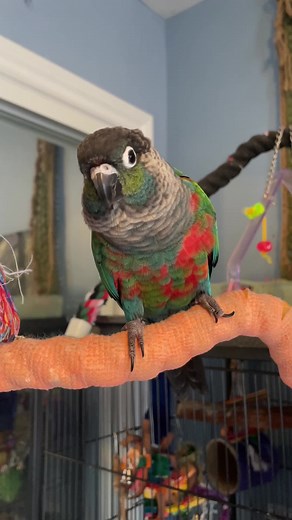 Understanding Bird Behavior: Why Do Birds Flick Their Tails?