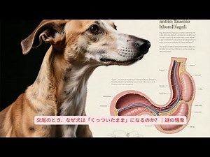 交尾のとき、なぜ犬は「くっついたまま」になるのか？｜謎の現象