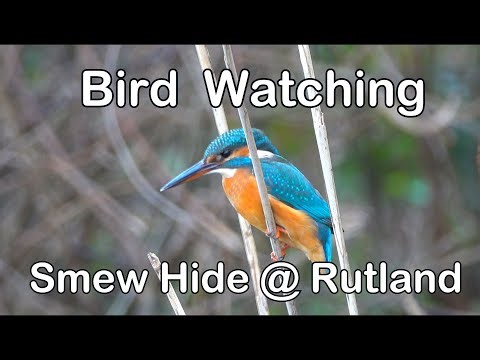 Bird Watching - Smew Hide - Rutland Water