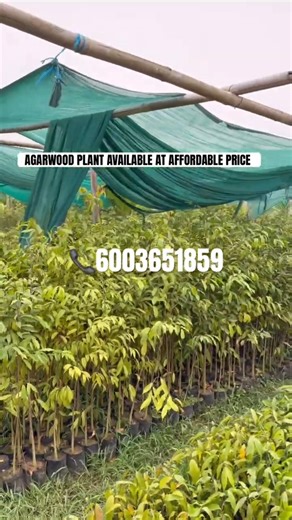 AGARWOODPLANT #agarwood #agarwoodfarming #profitablefarming #farmingindia #agarwood #viral #ytshorts
